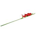 Floristik24 Gladiole Rot künstlich 86cm
