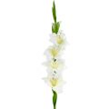 Floristik24 Gladiole Weiß 86cm künstlich