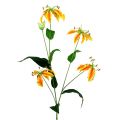 Floristik24 Gloriosa Zweig Orange-Gelb 90cm 1St
