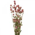 Kugelamarant, Gomphrena Globosa, Sommerblume, Trockenblume Pink L49cm 50g