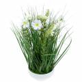 Deko Gras mit Cosmea-Blüten in Schale H45cm