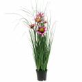 Gras mit Echinacea künstlich im Topf Pink 63cm