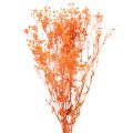 Floristik24 Schleierkraut Trockenblumenstrauß Gypsophila 75cm 100g