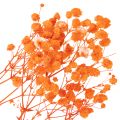 Schleierkraut Trockenblumenstrauß Gypsophila 75cm 100g | Floristik24.de
