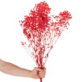 Trockenblumen Schleierkraut Gypsophila Bund 75cm 100g | Floristik24.de