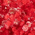 Trockenblumen Schleierkraut Gypsophila Bund 75cm 100g | Floristik24.de