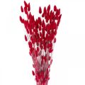Floristik24 Hasenschwanzgras Lagurus Getrocknet Rot 60cm 50g