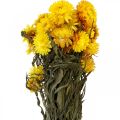 Floristik24 Strohblume Gelb getrocknet Trockenblumen Deko Bund 75g