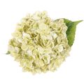 Künstliche Hortensie Blume mit langem Stiel und Blättern 60cm | Floristik24.de