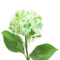 Hortensie künstlich Grün, Weiß 68cm
