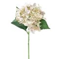 Floristik24 Hortensie künstlich Creme Gartenblume mit Knospen 52cm