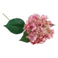 Floristik24 Hortensie künstlich Rosa und Grün Gartenblume mit Knospen 52cm