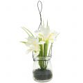 Floristik24 Schwertlilie Weiß im Glas zum Hängen H21,5cm