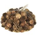 Kiefernzapfen Natur Kleine Zapfen Deko im Netz 2,5-3,5cm 300g | Floristik24.de