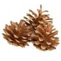 Floristik24 Kiefernzapfen Waldkiefer Pinus sylvestris H3–5cm 1kg
