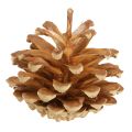 Kiefernzapfen Waldkiefer Pinus sylvestris H3–5cm 1kg | Floristik24.de