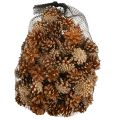 Kiefernzapfen Waldkiefer Pinus sylvestris H3–5cm 1kg | Floristik24.de
