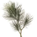 Floristik24 Kiefer Zweig künstlich für Tischdeko und Vasen 70cm