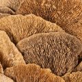 Baumschwamm Kranz naturfarben für Tür oder Wanddekoration 37cm | Floristik24.de
