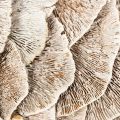 Kranz Baumschwamm Naturdeko 37cm | Floristik24.de