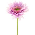 Floristik24 Künstliche Blumen Gerbera Garten Kunstblumen Lila 47cm 6St