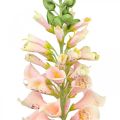 Floristik24 Künstliche Blume Gartenstaude Lachs Kunstblume Stielblume H90cm