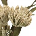 Floristik24 Kunstblume mit 6 Blüten beflockt Beige Grün 3er-Bund H38cm