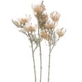 Floristik24 Kunstblumen, Nadelkissen Blume, Leucospermum, Proteaceae Weiß gewaschen L58cm 3St