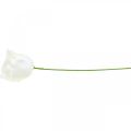 Kunstrosen Creme Wachsrosen Deko Rosen Wachs Ø6cm 18 St | Floristik24.de