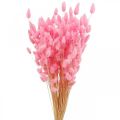 Floristik24 Lagurus Getrocknet Hasenschwanzgras Pink 65-70cm 100g