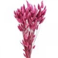 Floristik24 Lagurus Getrocknet Hasenschwanzgras Purpur 65-70cm 100g