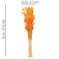 Lagurus Bund Samtgras getrocknet 70 cm 100g | Floristik24.de