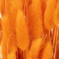 Lagurus Bund Samtgras getrocknet 70 cm 100g | Floristik24.de