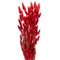 Floristik24 Lagurus getrocknet Bund Trockenblumen Dekoration 70cm 100g