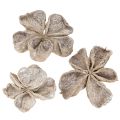 Floristik24 Landlotus Weiß gewaschen 6-12cm 50 St