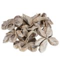 Landlotus Weiß gewaschen 6-12cm 50 St | Floristik24.de