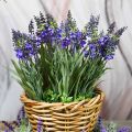 Floristik24 Lavendel Bund mit Gräsern künstlich 32cm