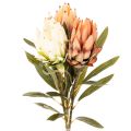 Floristik24 Kunstblume Protea Leucadendron mit langem Stiel 65cm 3St