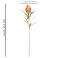 Kunstblume Protea Leucadendron mit langem Stiel 65cm 3St | Floristik24.de