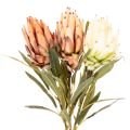 Kunstblume Protea Leucadendron
