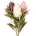 Floristik24 Protea Kunstblume Leucadendron 65cm 3St