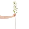 Künstliche Lilie weiß langer Blütenzweig dekorativ 80cm | Floristik24.de