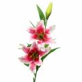 Floristik24 Orientalische Lilie "Stargazer" Weiß, Pink 86cm