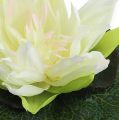 Floristik24 Lotusblüte schwimmend 18cm Weiß 3St