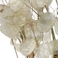 Floristik24 Lunaria Trockenblumen Mondviole Silberblatt getrocknet 60-80cm 30g