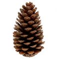 Maritima Zapfen 14/18 natur 25 St | Floristik24.de
