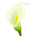 Mini Calla künstlich weiß L 28cm 12 St | Floristik24.de