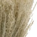 Floristik24 Trockengras Miscanthus 55-75cm Federgras Natur 100St