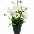 Floristik24 Mohn im Topf Weiß Seidenblumen Blumendeko