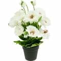 Floristik24 Mohn im Topf Weiß Seidenblumen Blumendeko
